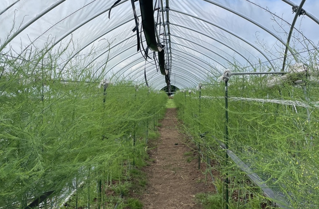 生産地（畑）の視察（※任意）