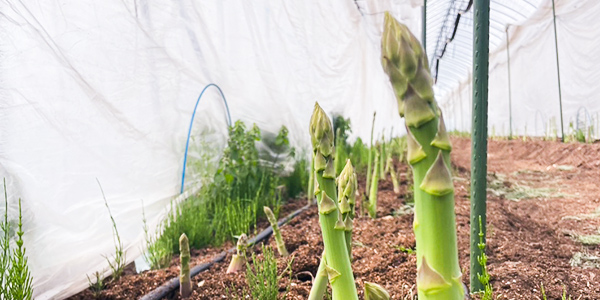 国産有機アスパラガス