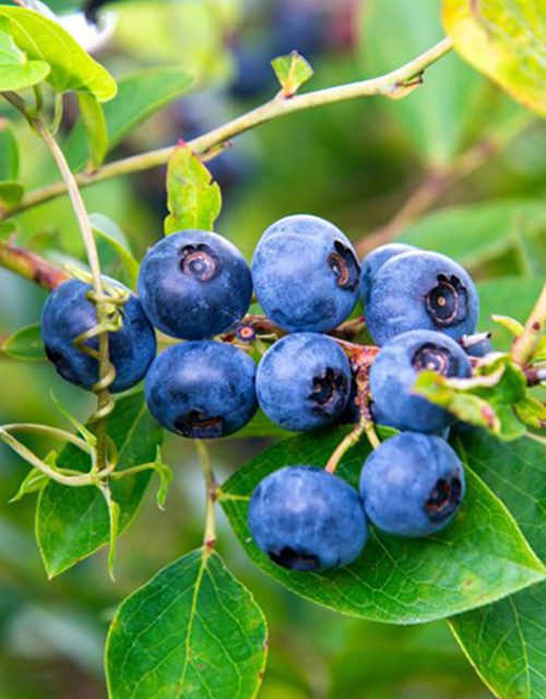 有機ブルーベリー