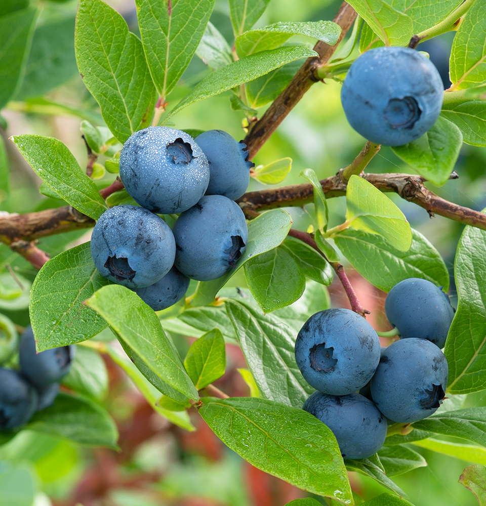 ブルブルファーム20のブルーベリー
